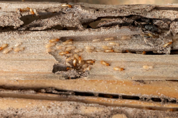 Best Wasp Removal Services  in Union City, MI