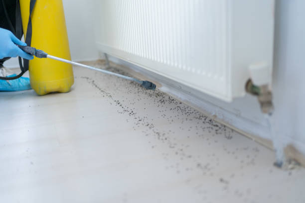Best Cockroach Control Services  in Union City, MI